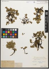 Foto von Salix retusa L.